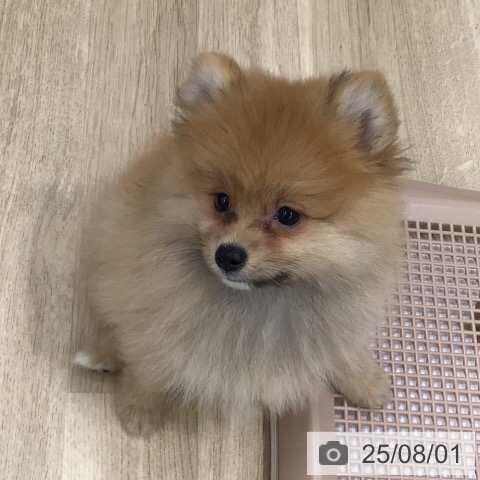 ポメラニアンの写真