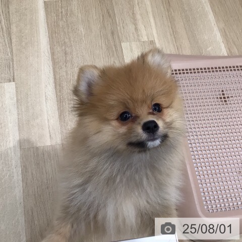ポメラニアンの写真