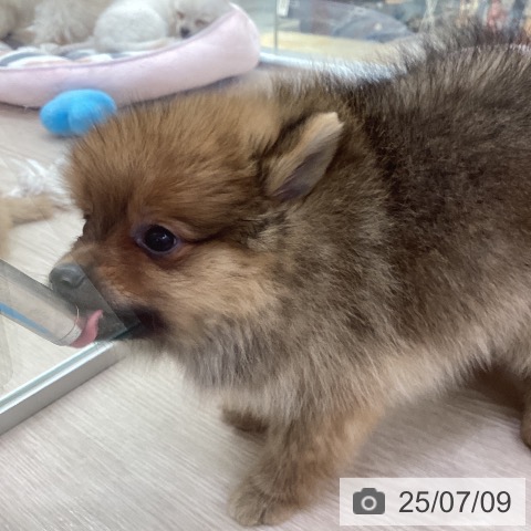 ポメラニアンの写真