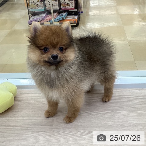 ポメラニアンの写真