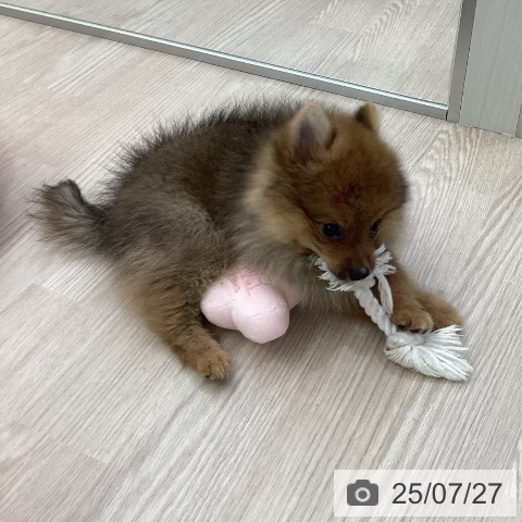 ポメラニアンの写真