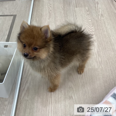 ポメラニアンの写真