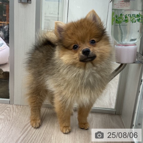 ポメラニアンの写真