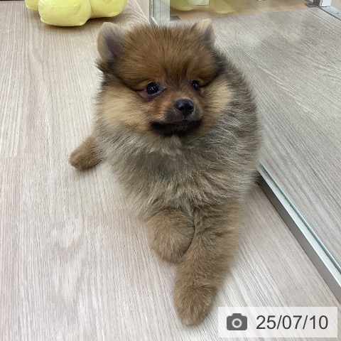ポメラニアンの写真