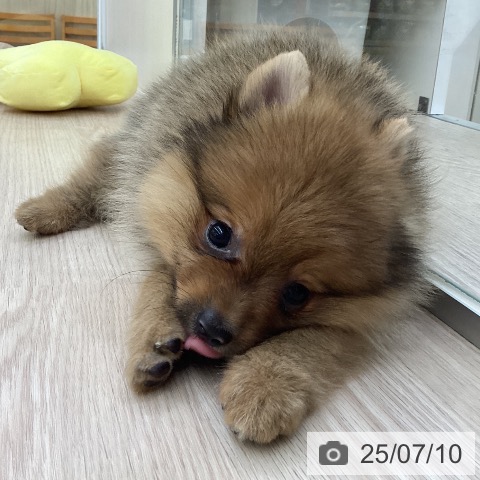 ポメラニアンの写真