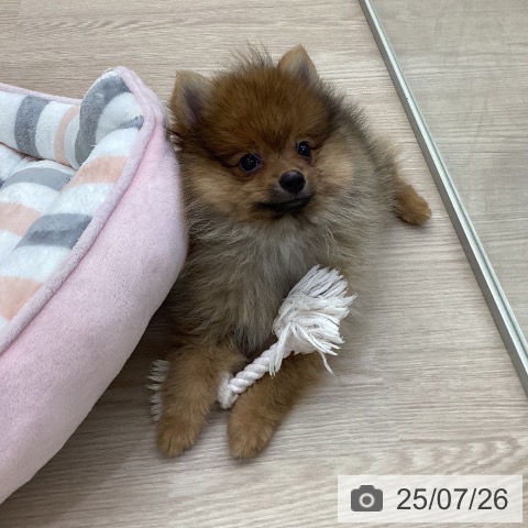 ポメラニアンの写真