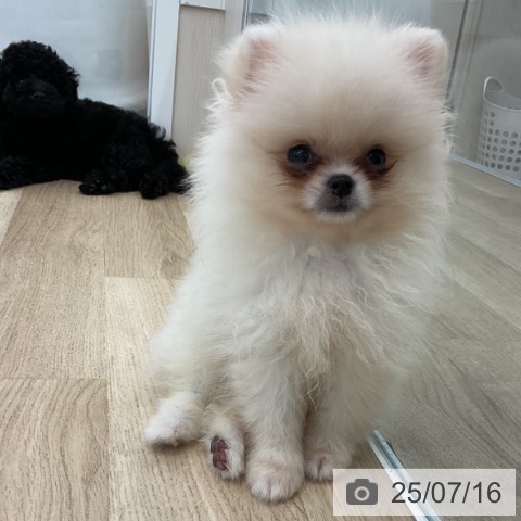 ポメラニアンの写真
