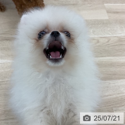 ポメラニアンの写真