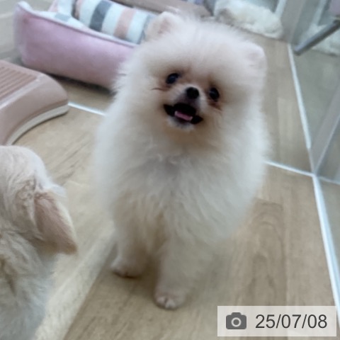 ポメラニアンの写真