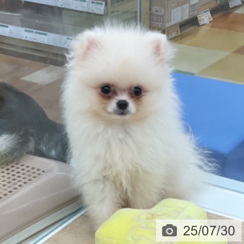 ポメラニアンの写真
