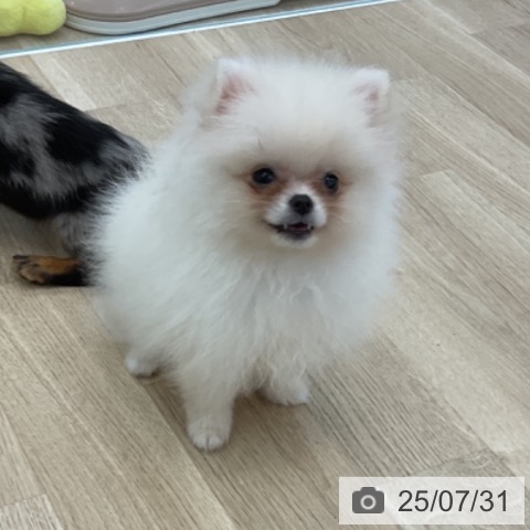 ポメラニアンの写真