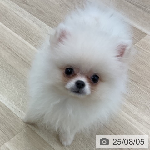 ポメラニアンの写真