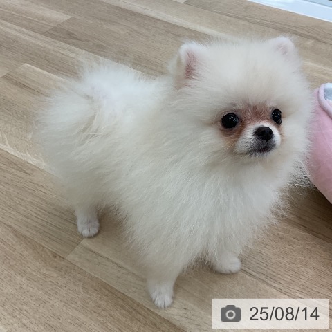 ポメラニアンの写真