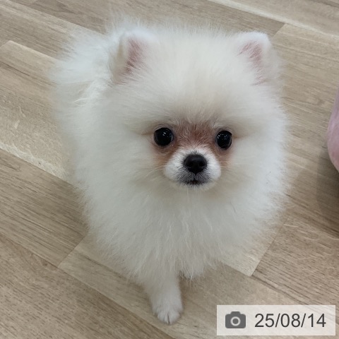 ポメラニアンの写真