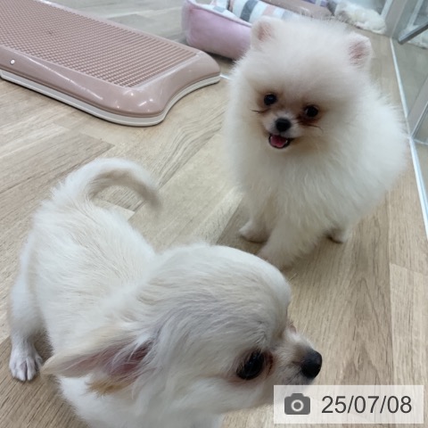 ポメラニアンの写真