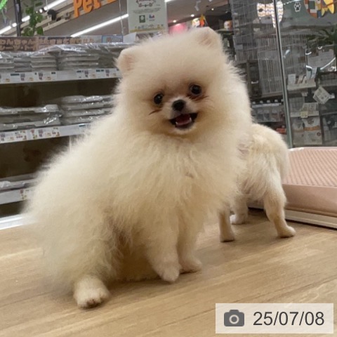 ポメラニアンの写真