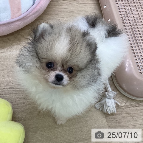 ポメラニアンの写真