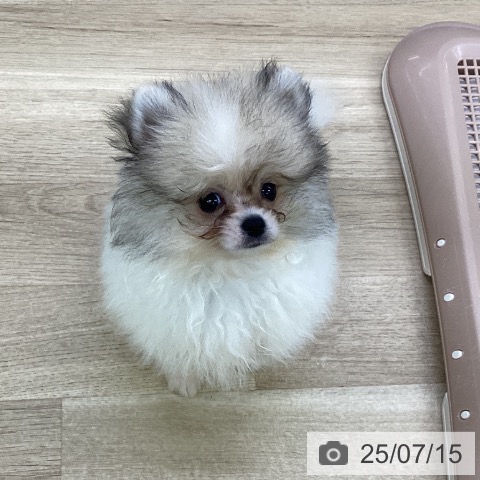 ポメラニアンの写真