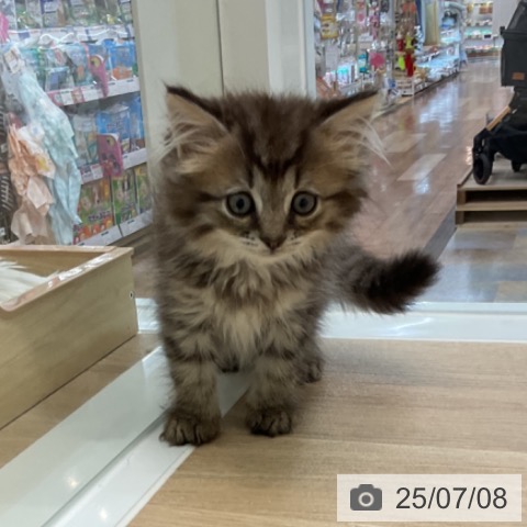 サイベリアンの写真
