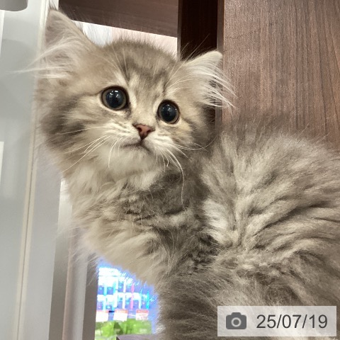 サイベリアンの写真