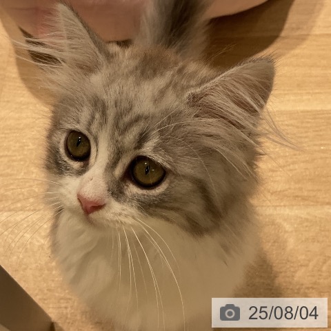 サイベリアンの写真