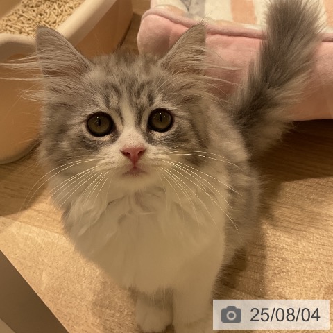 サイベリアンの写真