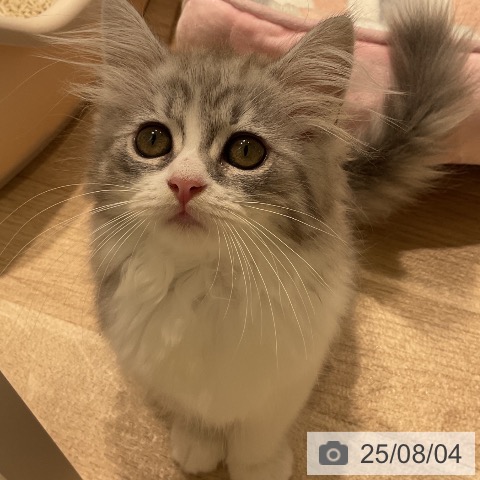 サイベリアンの写真