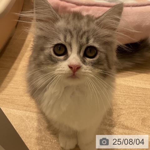 サイベリアンの写真
