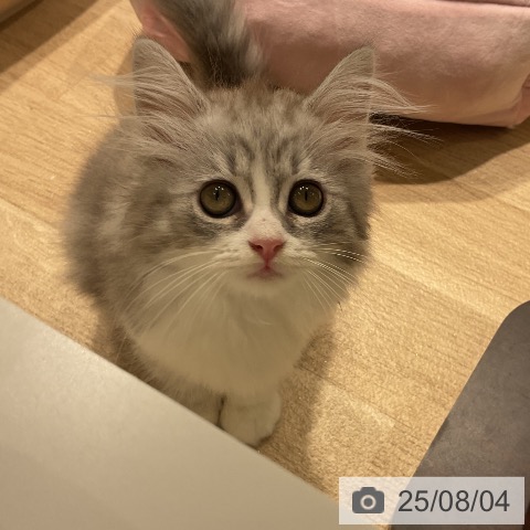 サイベリアンの写真