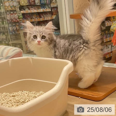 サイベリアンの写真