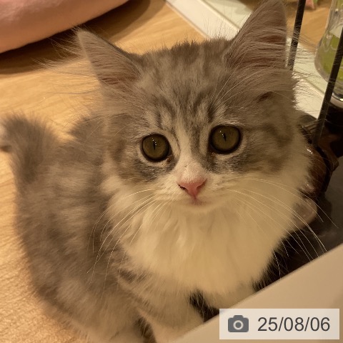 サイベリアンの写真