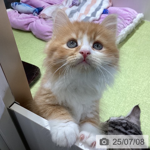 サイベリアンの写真
