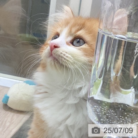 サイベリアンの写真