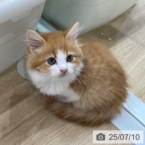 サイベリアンの写真