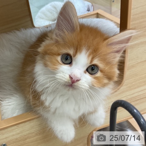 サイベリアンの写真