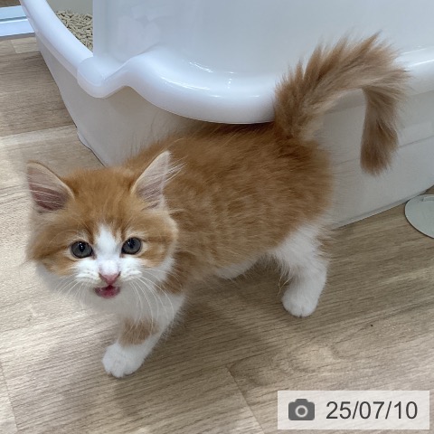 サイベリアンの写真
