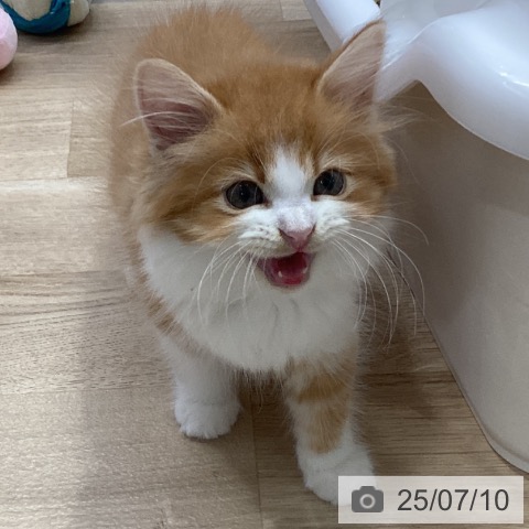 サイベリアンの写真