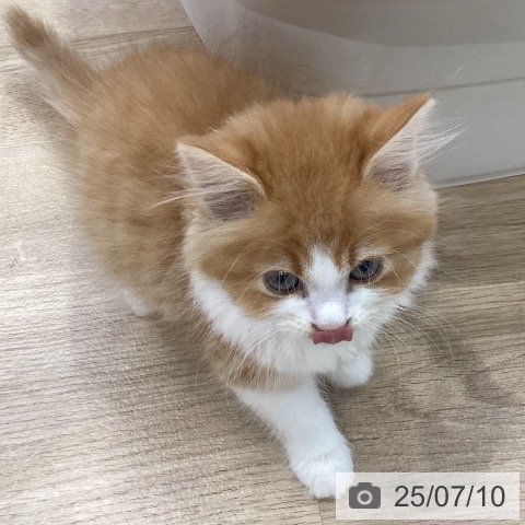 サイベリアンの写真