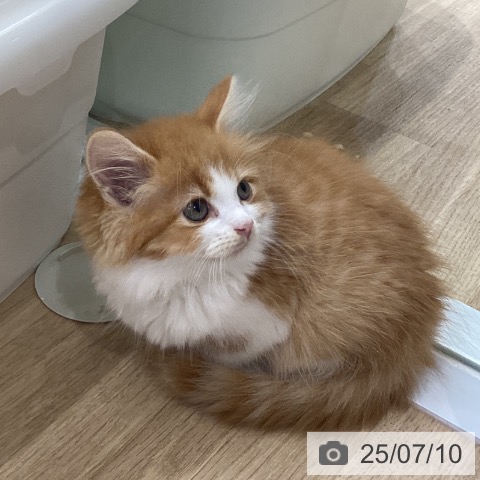 サイベリアンの写真