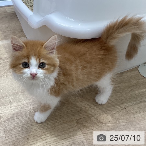 サイベリアンの写真