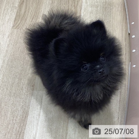 ポメラニアンの写真