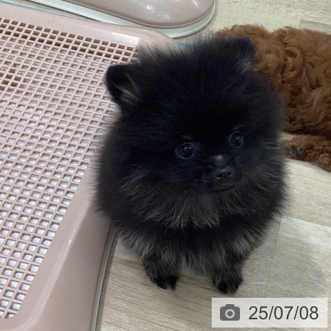 ポメラニアンの写真