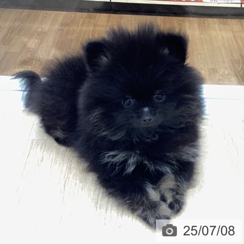 ポメラニアンの写真
