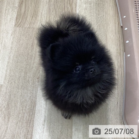 ポメラニアンの写真