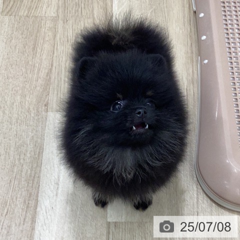 ポメラニアンの写真