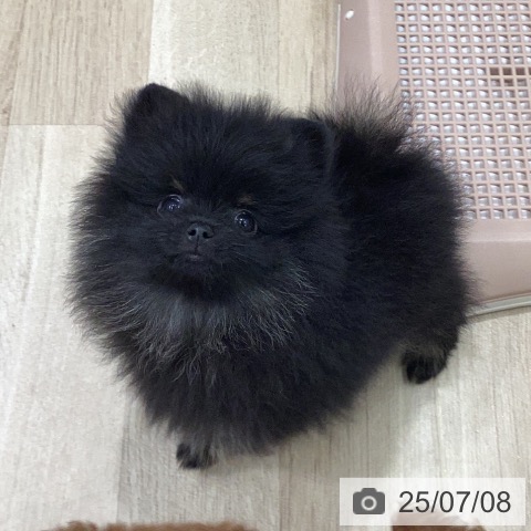 ポメラニアンの写真