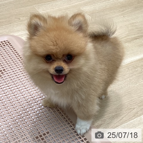 ポメラニアンの写真