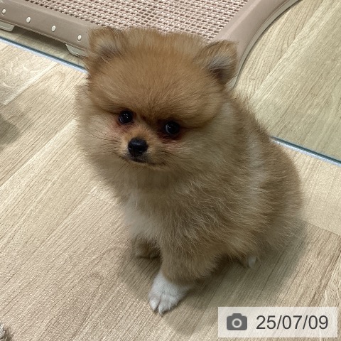 ポメラニアンの写真