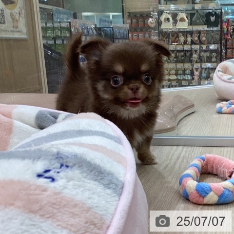チワワの写真