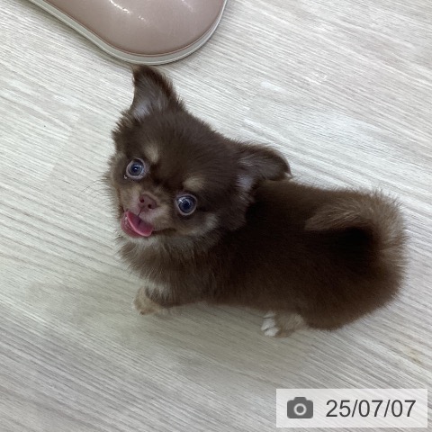 チワワの写真